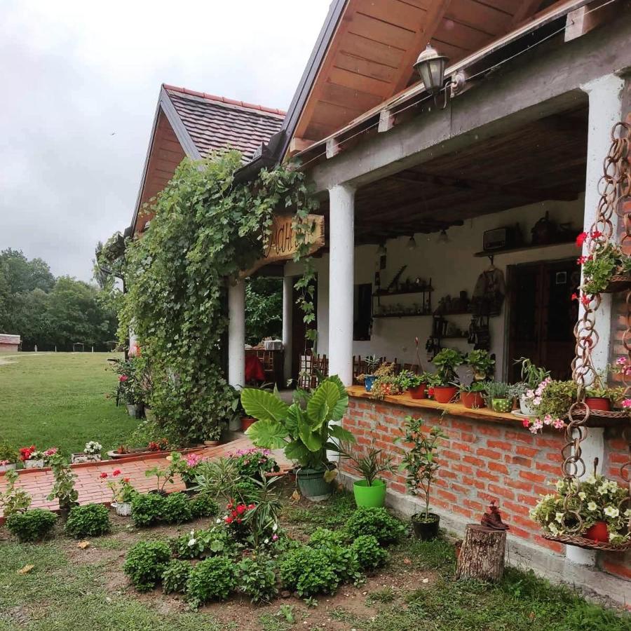 Amanet House Zasavica Daire Dış mekan fotoğraf