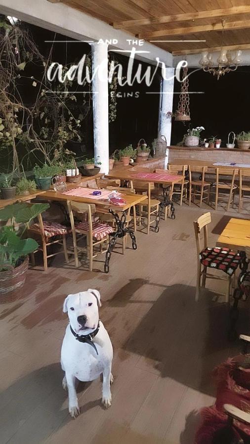 Amanet House Zasavica Daire Dış mekan fotoğraf