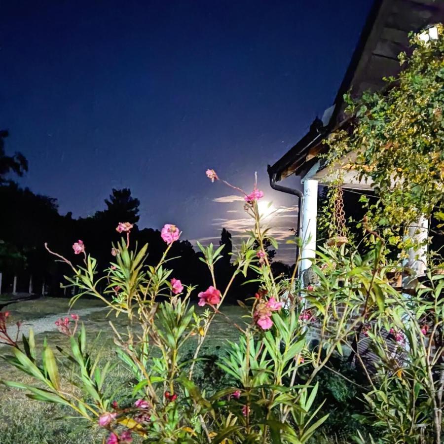Amanet House Zasavica Daire Dış mekan fotoğraf